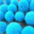 9 kinds of Kochia scoparia Grass Grass Burning Bush 100 T3 SEEDS