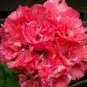 Liuyu' Pinkish Red Geranium Flowers 10 /pack Pelargonium hortorum SEEDS