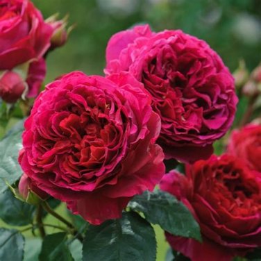 Rare Heathcliff Dark Red Cupped Double Rose 50 Fresh Strong Fragrant SEEDS