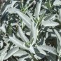 Bianco Salvia 20 Semi Organico Erbe Apiana Medicinali Raro  SEEDS