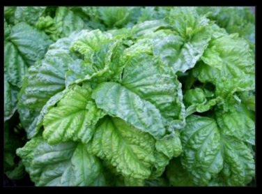 Lettuce Leaf Basil 100 Aromatic Bushy Huge abundant Leaves! Heirloom SEEDS