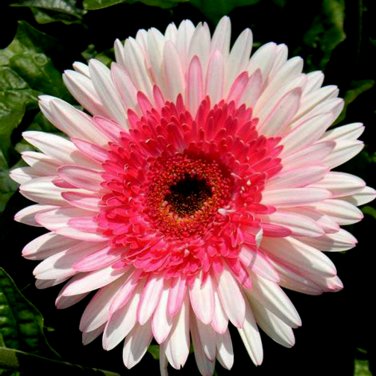 PINK Series Gerbera Daisy 20+ Gerbera Jamesonni s T1 SEEDS