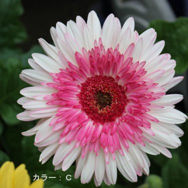 PINK Series Gerbera Daisy 20+ Gerbera Jamesonni s T2 SEEDS