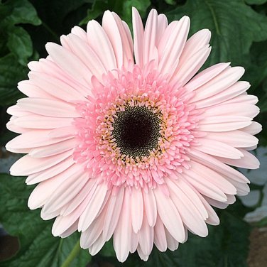 PINK Series Gerbera Daisy 20+ Gerbera Jamesonni s T3 SEEDS