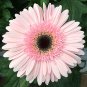 PINK Series Gerbera Daisy 20+ Gerbera Jamesonni s T3 SEEDS