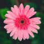 PINK Series Gerbera Daisy 20+ Gerbera Jamesonni s T4 SEEDS