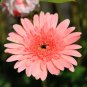 PINK Series Gerbera Daisy 20+ Gerbera Jamesonni s T5 SEEDS