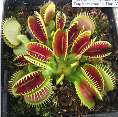 100 Catchfly Potted  Venus Fly Trap Insectivorous  SEEDS