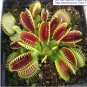 100 Catchfly Potted  Venus Fly Trap Insectivorous  SEEDS