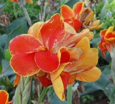 LIVE RHIZOME' Large Poly Gay Canna Lily Rhizome Variegated Tricolor SEEDS