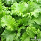 Southern Giant Curled Mustard 300 Easy to grow! 45 days! Productive SEEDS