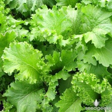 Southern Giant Curled Mustard 300 Easy to grow! 45 days! Productive SEEDS