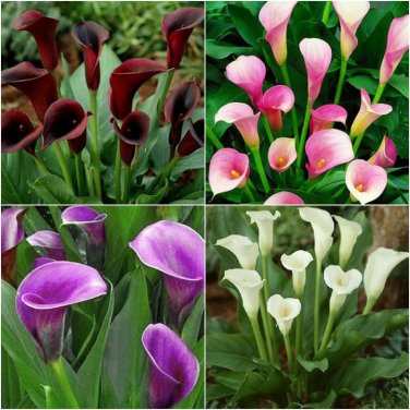 New Calla Lily Root Lilies ing Summer Flower 100+  SEEDS