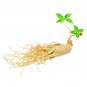 10 Chinese/korean Panax Ginseng Asian Fresh for ing Nutrition SEEDS
