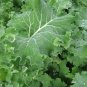 IMPROVED SIBERIAN KALE 50+ Vegetable Greens Healthy SEEDS