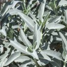 White Sage 20 ORGANIC Herbs Salvia Apiana Medicinal Rare  SEEDS