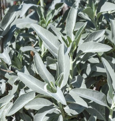 White Sage 20 ORGANIC Herbs Salvia Apiana Medicinal Rare  SEEDS