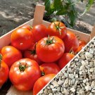 Homestead Tomato 200 Survival Huge Heavy Producer! Classic Slicing SEEDS