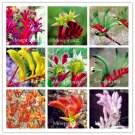 Kangaroo Paw Rare Flowers 20 Annual Home Flowers mix  SEEDS