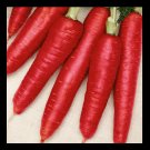 Atomic Red Carrot 600 Beautiful color High content Lypocene! RARE SEEDS