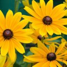 Black Eyed Susan 2000 Rudbeckia Hirta Yellow Wildflower Beautiful SEEDS
