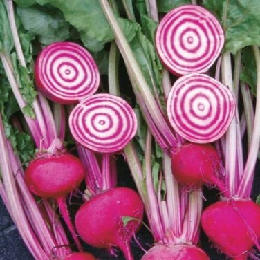 Chioggia Beet 130 CandyStripe Bull's Eye Mild Bassano Microgreens SEEDS
