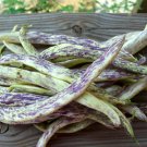 Dragon's Tongue 10 Beans Wax Bush Large Cream Purple pods  SEEDS