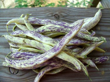 Dragon's Tongue 10 Beans Wax Bush Large Cream Purple pods  SEEDS