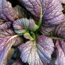 Red Giant Mustard 150+ (Chinese) Fresh makes unique salads Greens SEEDS