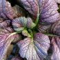 Red Giant Mustard 150+ (Chinese) Fresh makes unique salads Greens SEEDS
