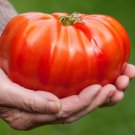 GIANT Delicious Tomato 100 World Record 7 lbs 12 oz! SEEDS