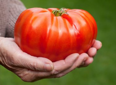 GIANT Delicious Tomato 100 World Record 7 lbs 12 oz! SEEDS