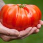 GIANT Delicious Tomato 100 World Record 7 lbs 12 oz! SEEDS