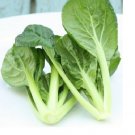Tatsoi 500 Green Asian Mustard Thick Tender High Vitamin! Spinach SEEDS