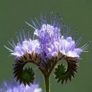 PURPLE TANSY 200 Fiddleneck Lacy Phacelia Flower Nectar Rich Bulk SEEDS