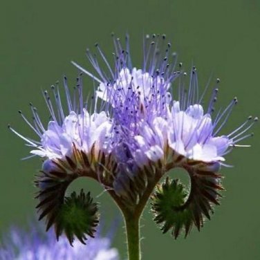 PURPLE TANSY 200 Fiddleneck Lacy Phacelia Flower Nectar Rich Bulk SEEDS