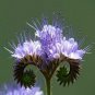 PURPLE TANSY 200 Fiddleneck Lacy Phacelia Flower Nectar Rich Bulk SEEDS