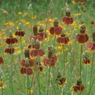 Mexican Hat 100 Ratibida Columnaris Columnifera Native Wildflower SEEDS