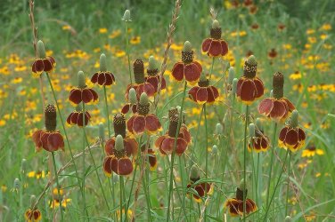Mexican Hat 100 Ratibida Columnaris Columnifera Native Wildflower SEEDS