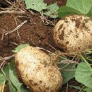 Jicama Mexican Yam Bean 5 Pachyrhizus Erosus Rare Sweet & Crunchy SEEDS