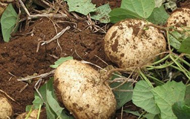 Jicama Mexican Yam Bean 5 Pachyrhizus Erosus Rare Sweet & Crunchy SEEDS