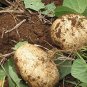 Jicama Mexican Yam Bean 5 Pachyrhizus Erosus Rare Sweet & Crunchy SEEDS