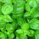 Sweet Basil Herb select 2500 Fresh Great Aroma Dried Bulk SEEDS