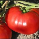 GIANT Delicious Tomato 30 World Record 7 lbs 12 oz SEEDS