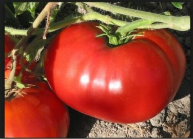 GIANT Delicious Tomato 30 World Record 7 lbs 12 oz SEEDS