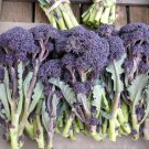 Broccoli Purple Sprouting 500 Cold Hardy! Bulk Rare Fun! SEEDS
