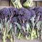 Broccoli Purple Sprouting 500 Cold Hardy! Bulk Rare Fun! SEEDS