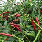 Thai Hot chili pepper Red 15 Spicy Asian Cuisine Bangkok Chinese SEEDS