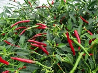 Thai Hot chili pepper Red 15 Spicy Asian Cuisine Bangkok Chinese SEEDS