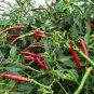 Thai Hot chili pepper Red 15 Spicy Asian Cuisine Bangkok Chinese SEEDS